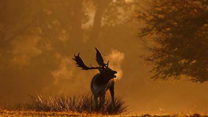 Deer in parkland in Autumn
